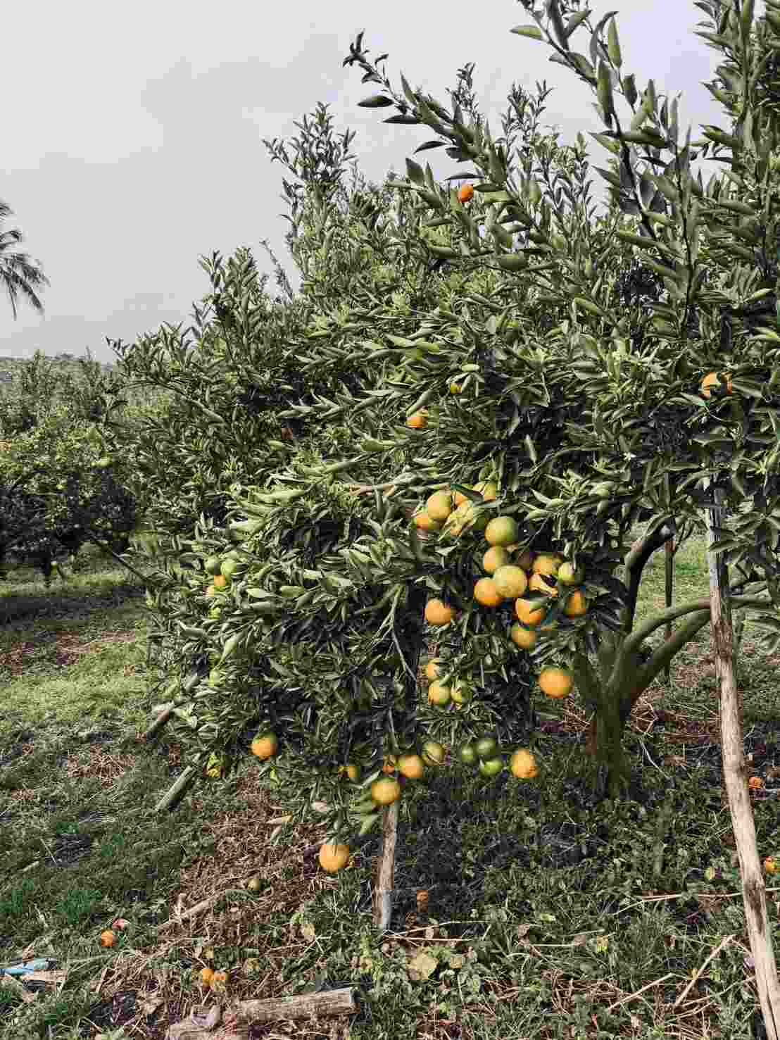 buy fresh oranges in Chiang Mai