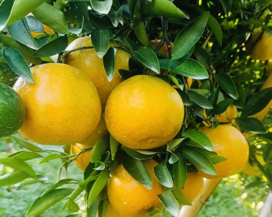 Export-quality oranges from Orange Wholesale Suppllier