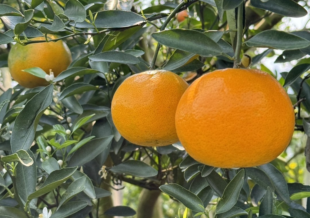 Chiangmai fruit market oranges